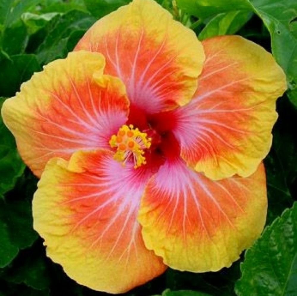 Meet your Posher, Druz